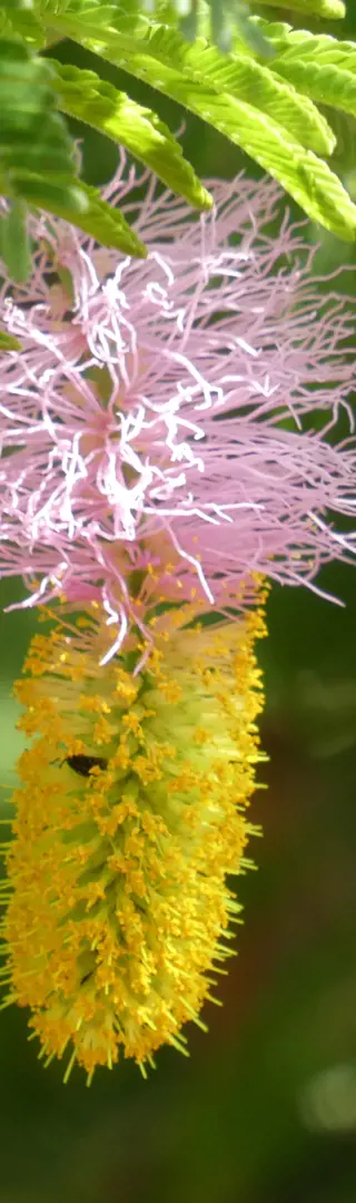 «Chinesische Laterne»